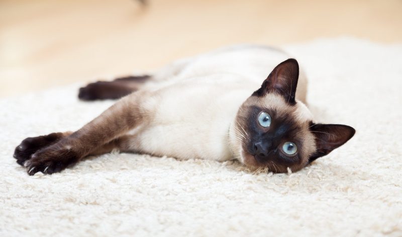 5 anhängliche Katzenrassen