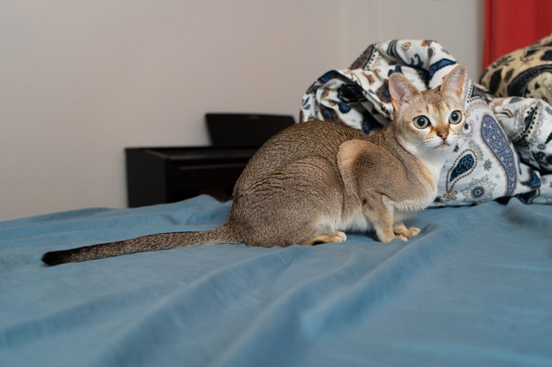 5 anhängliche Katzenrassen