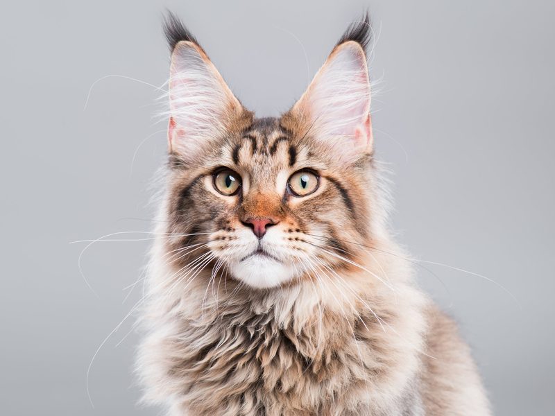 5 anhängliche Katzenrassen