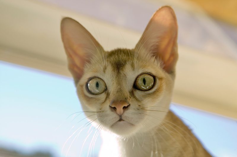5 anhängliche Katzenrassen