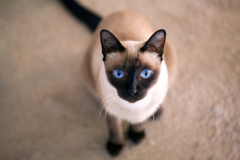 5 anhängliche Katzenrassen