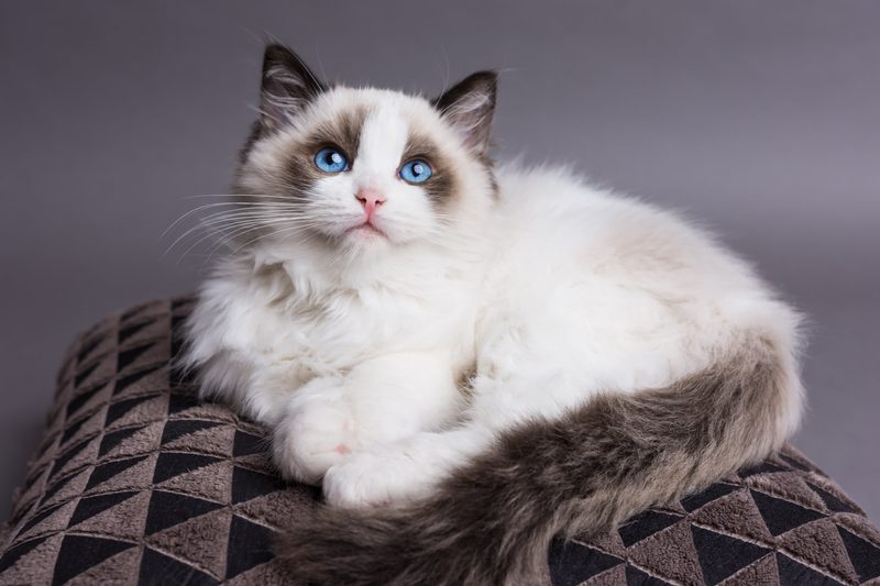 5 anhängliche Katzenrassen