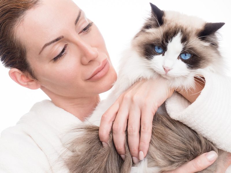 5 anhängliche Katzenrassen