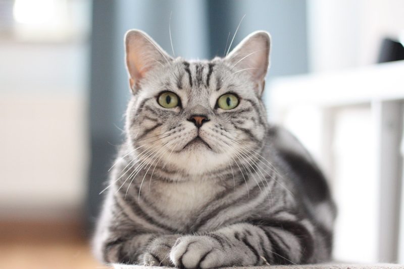 5 anhängliche Katzenrassen