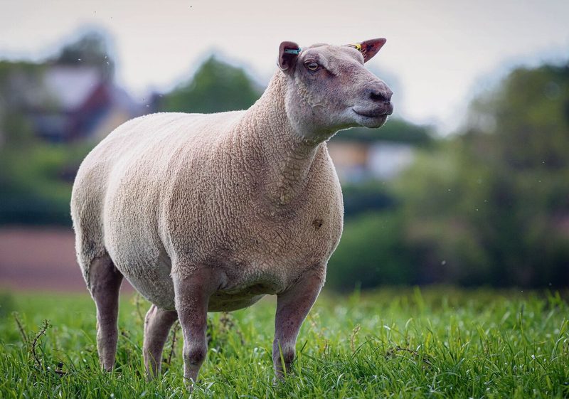 Das Charolais-Rind kurz vorgestellt