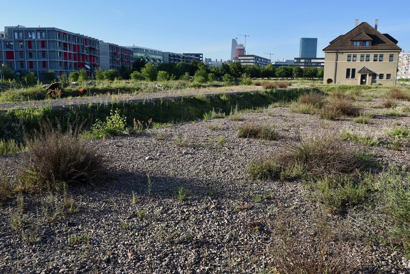 2023 ist das Jahr der Blauflügeligen Ödlandschrecke