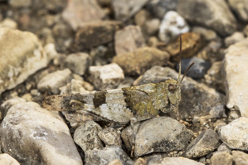 2023 ist das Jahr der Blauflügeligen Ödlandschrecke