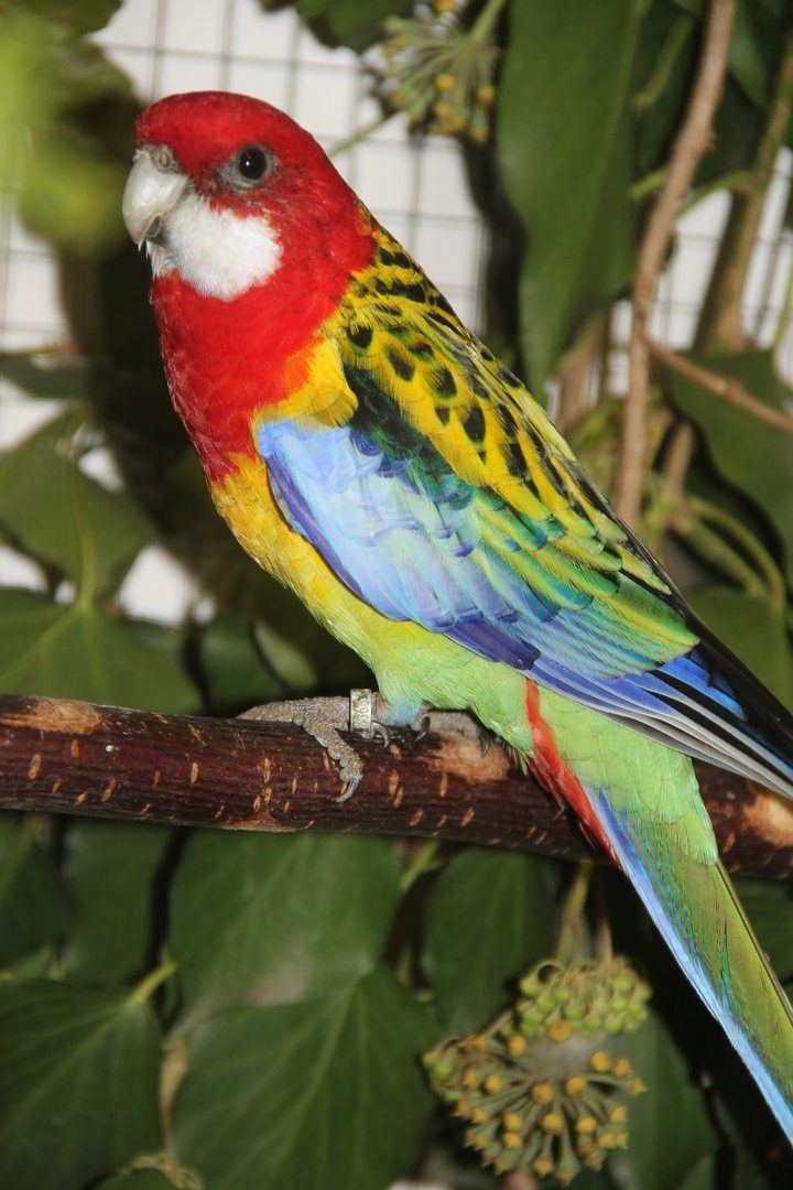 Rosellasittich: Farbwunder aus Australien