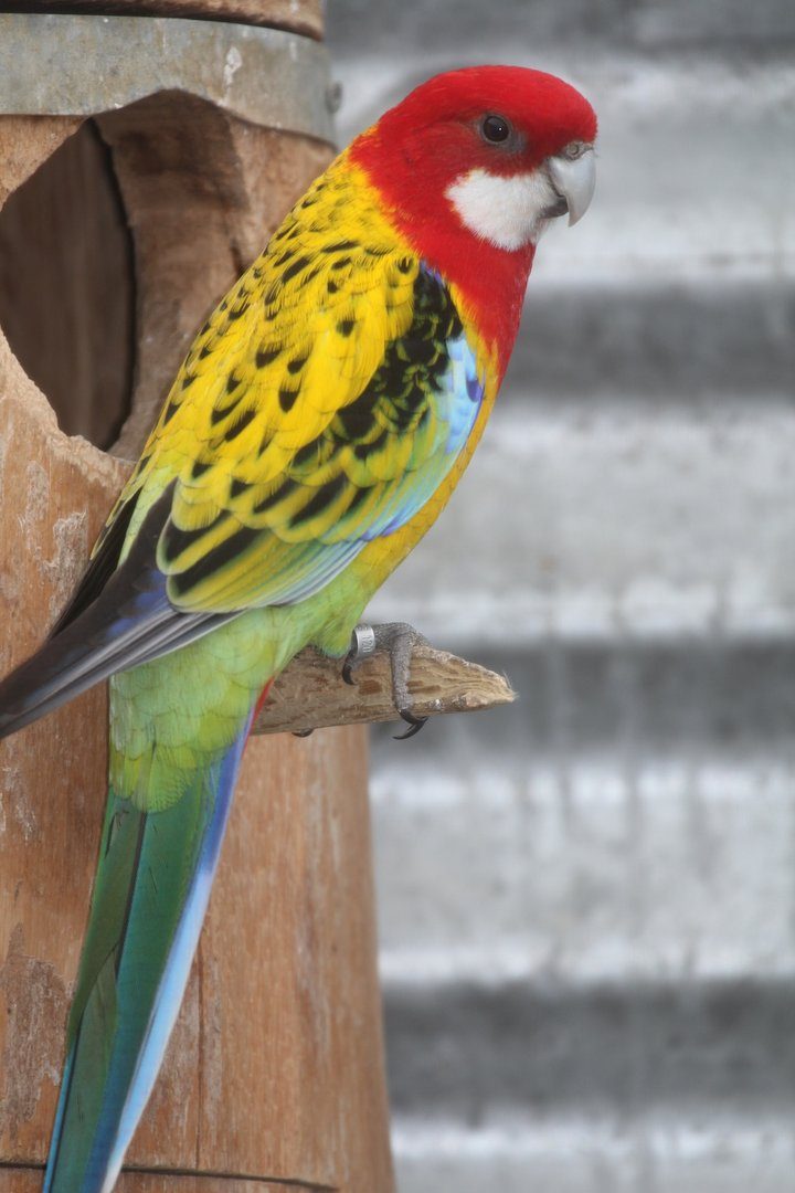 Rosellasittich: Farbwunder aus Australien