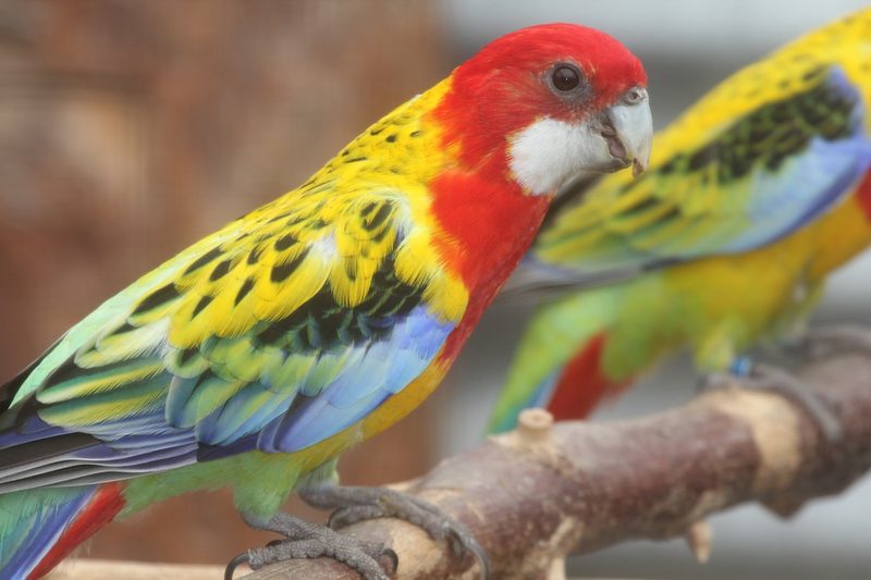 Rosellasittich: Farbwunder aus Australien