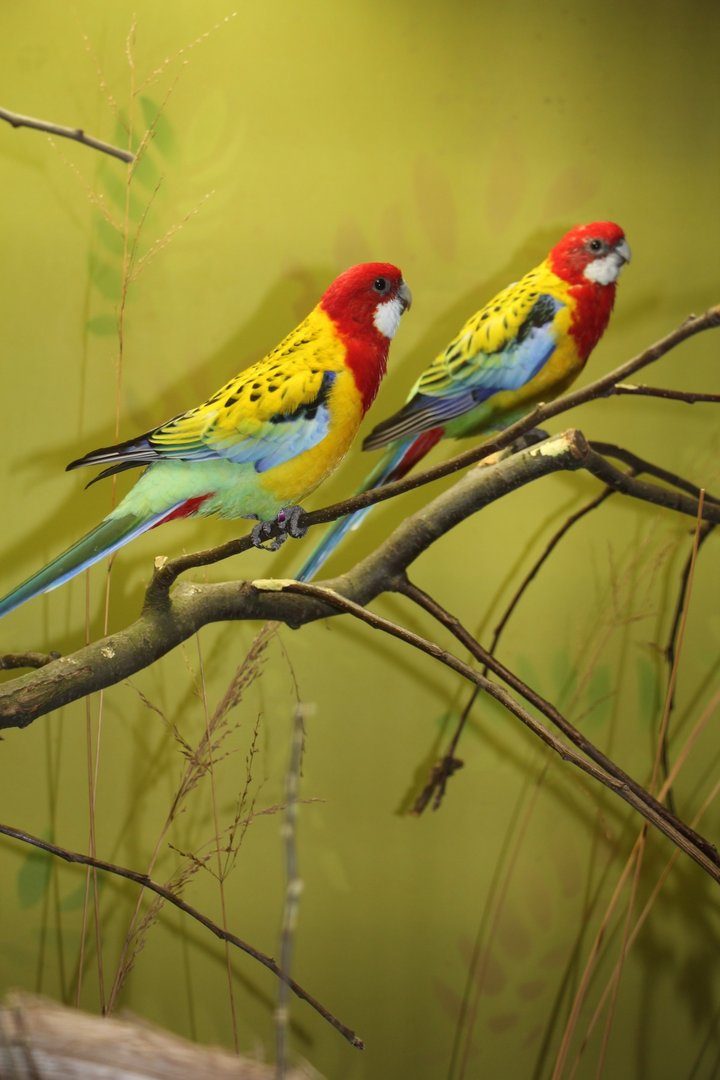 Rosellasittich: Farbwunder aus Australien