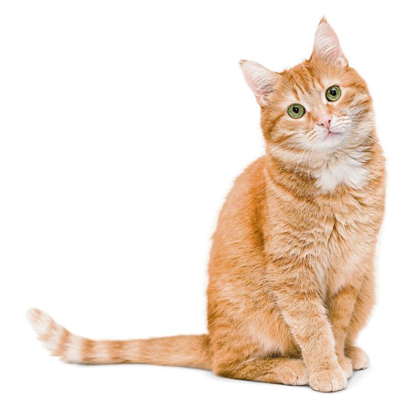 Katze