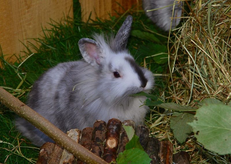 Kaninchen können auch in einem Gehege in der Wohnung gehalten werden.