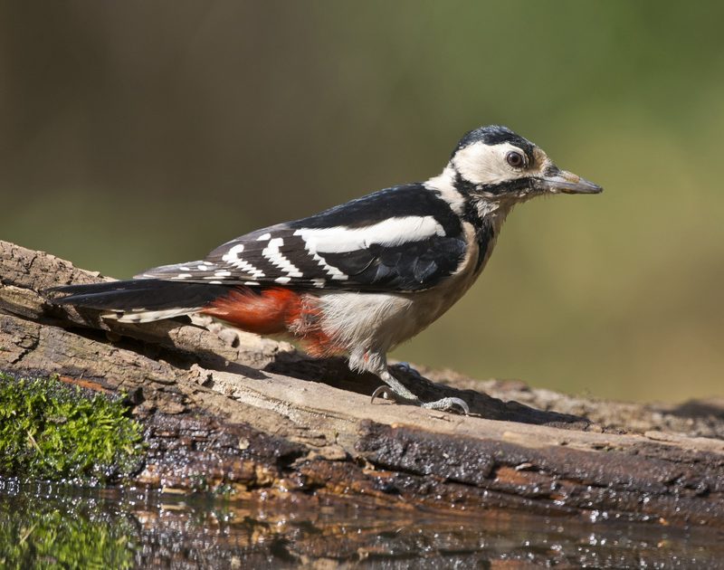 «Volkszählung» der Vögel