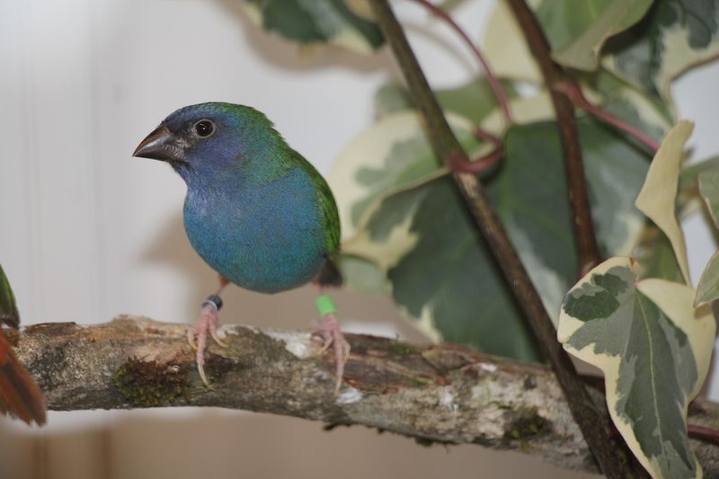 Forbes Papageiamadine: der Prachtfink mit bezaubernd blauem Gefieder