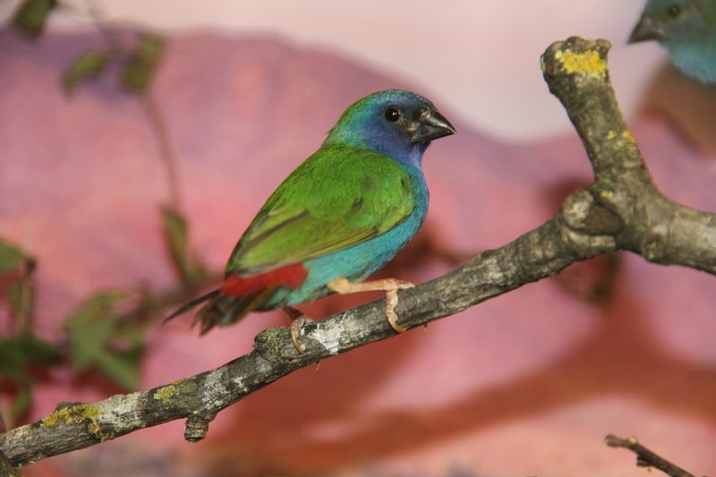 Forbes Papageiamadine: der Prachtfink mit bezaubernd blauem Gefieder
