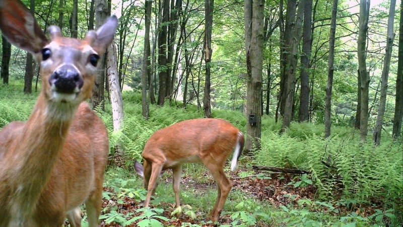 Weisswedelhirsche gucken in Kamerafalle