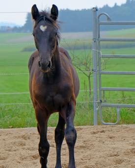 Trakehner-Pferd schwarz