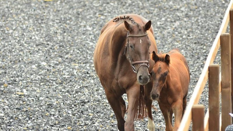 Trakehner-Pferde im Gehege