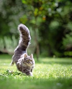Katze mit aufgestelltem Schwanz