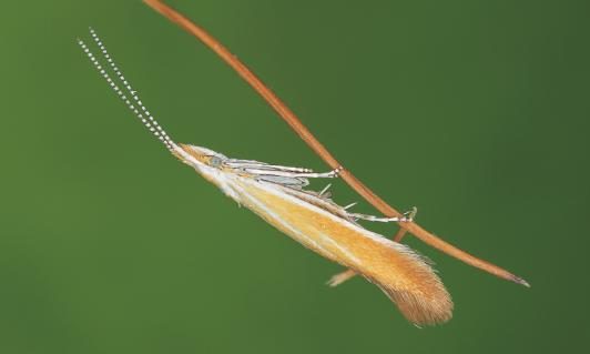 Imago von Coleophora colutella