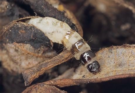Raupe von Adela albicinctella