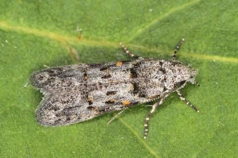 Imago von Istrianis myricariella