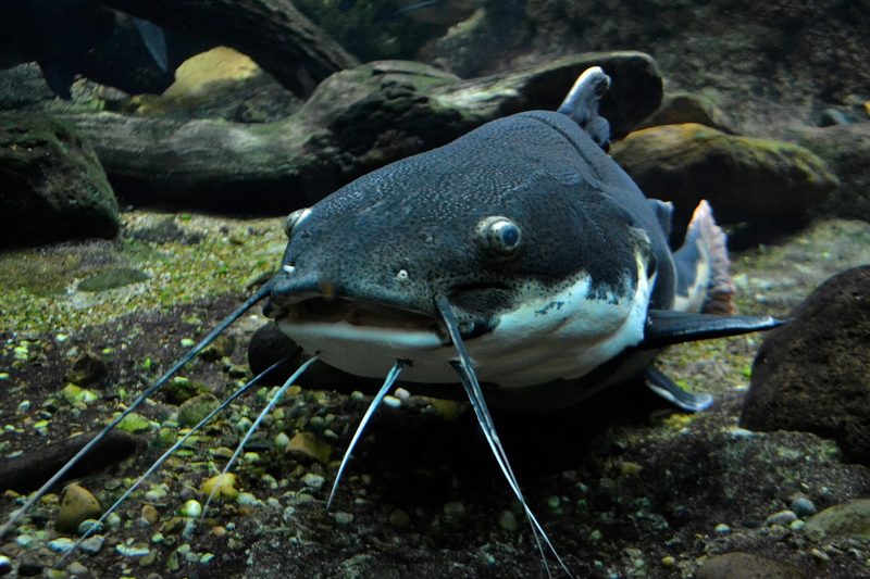 Was lebt im See? Wels, Wasserwanze, Quagga-Muschel & Co.