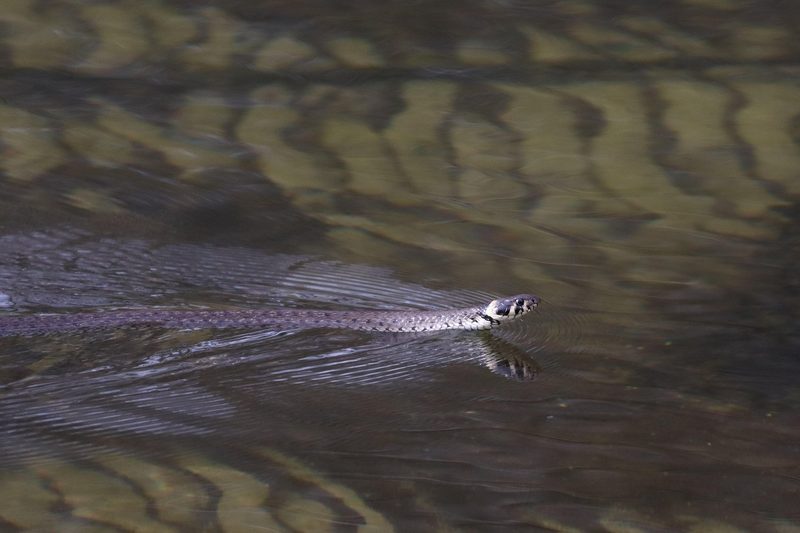 Was lebt im See? Wels, Wasserwanze, Quagga-Muschel & Co.