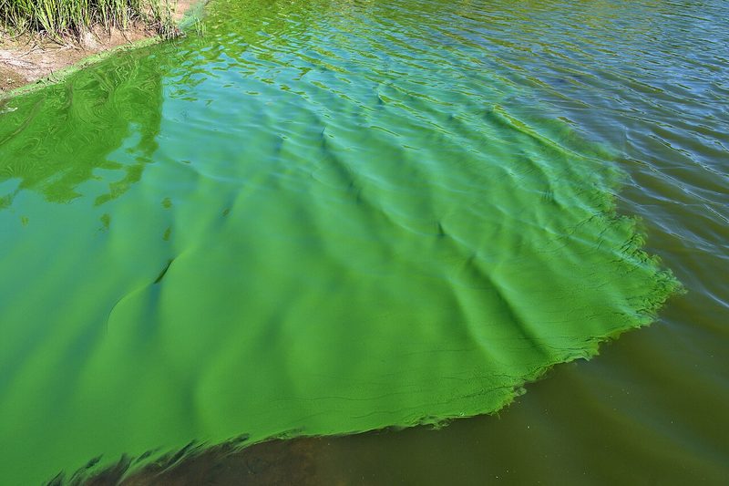 Was lebt im See? Wels, Wasserwanze, Quagga-Muschel & Co.