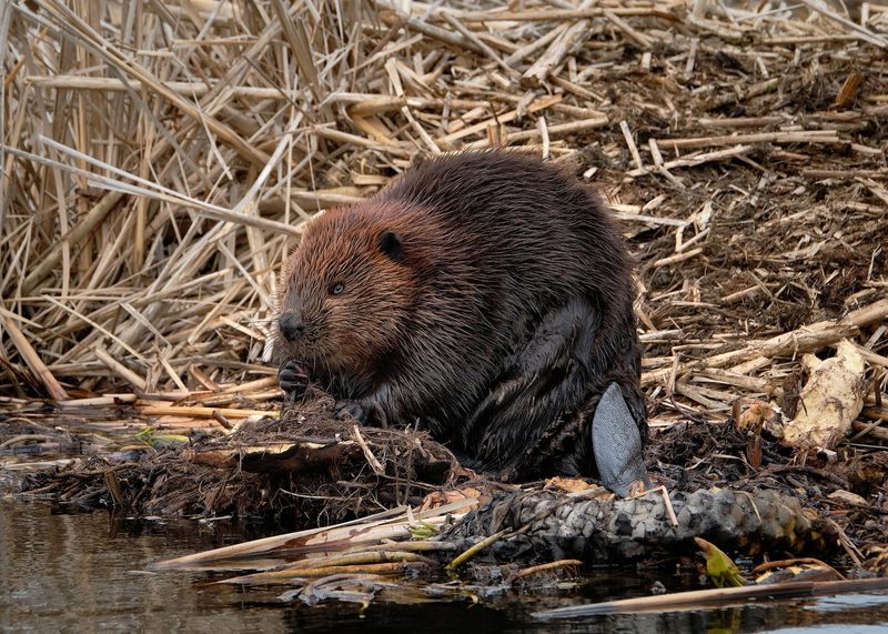Was lebt im See? Wels, Wasserwanze, Quagga-Muschel & Co.
