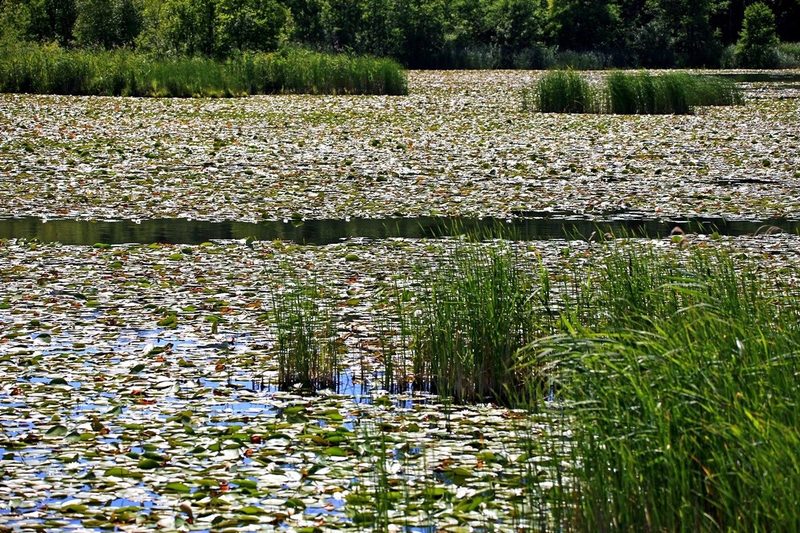 Was lebt im See? Wels, Wasserwanze, Quagga-Muschel & Co.