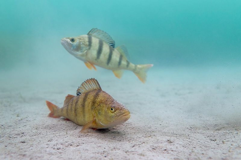 Was lebt im See? Wels, Wasserwanze, Quagga-Muschel & Co.