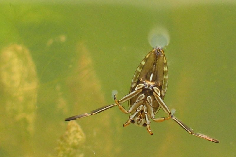 Was lebt im See? Wels, Wasserwanze, Quagga-Muschel & Co.