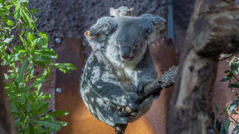 Zürcher Koala Pippa mit Baby