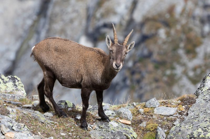 Der Steinbock: König der Alpen