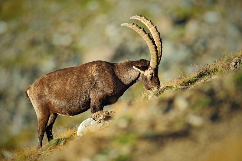 Der Steinbock: König der Alpen