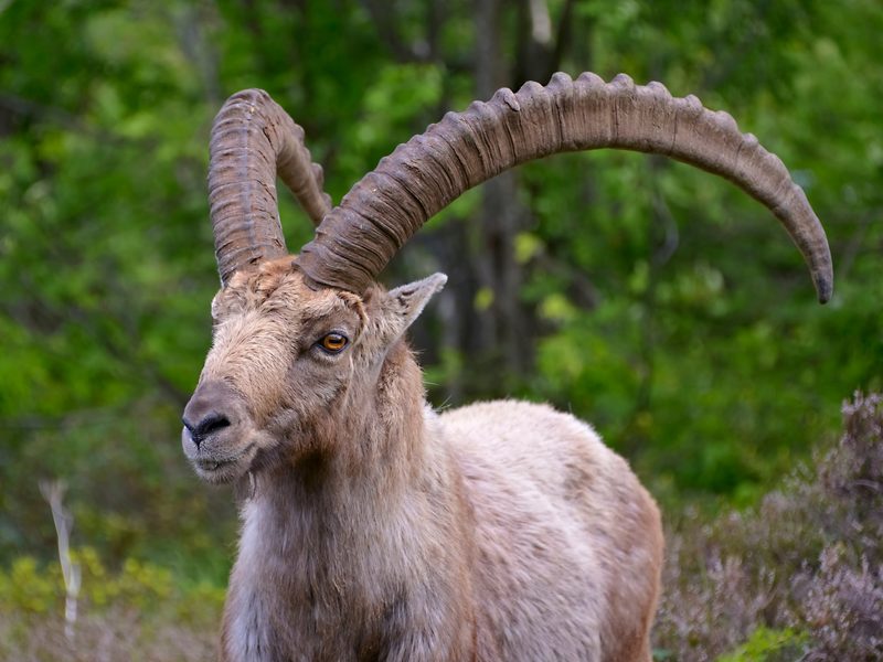 Der Steinbock: König der Alpen