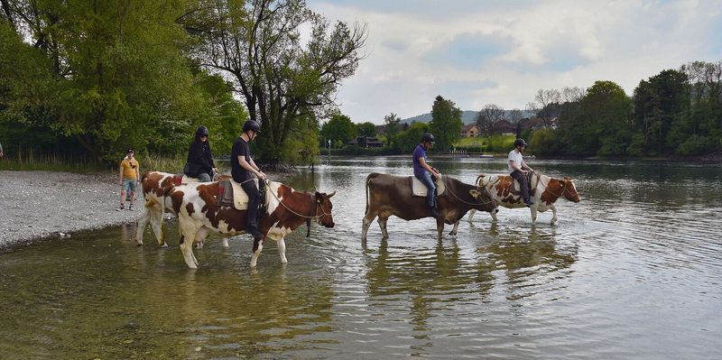 Die Kühe geniessen ihre Kneippkur im Rhein.