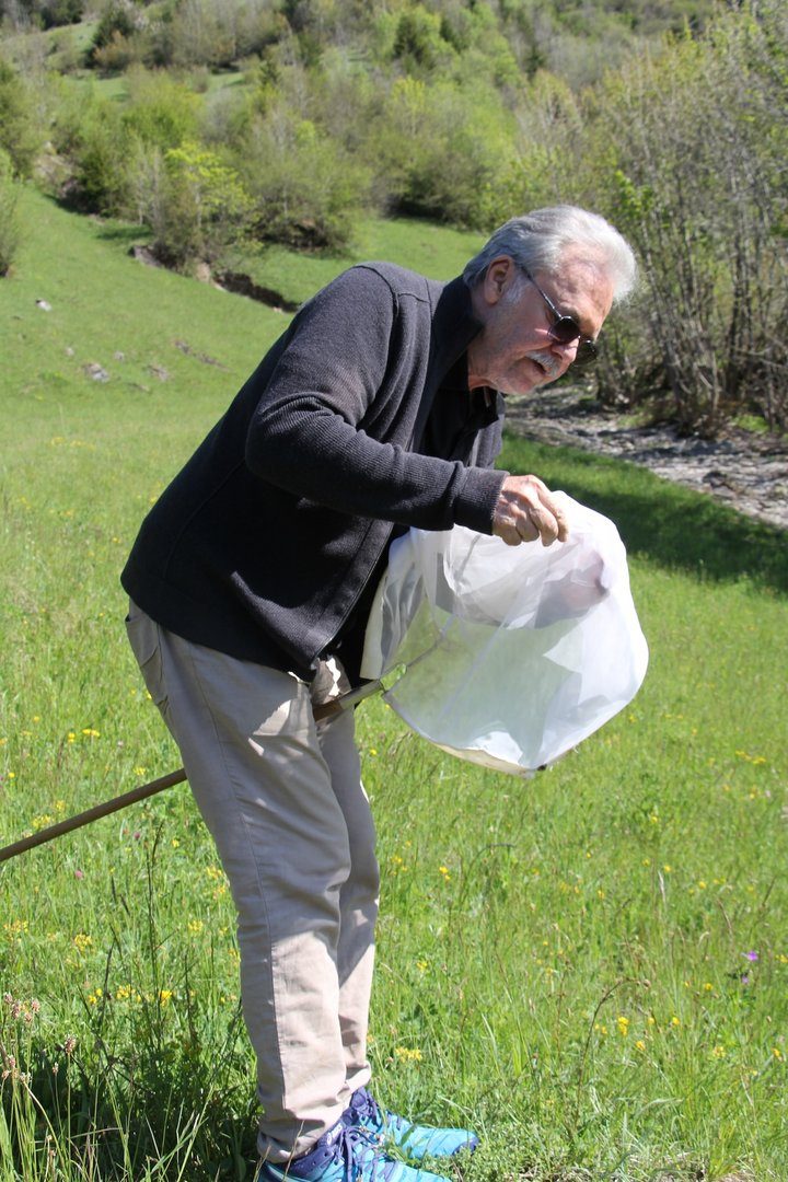 Vom Leben der Schmetterlinge im Berner Oberland
