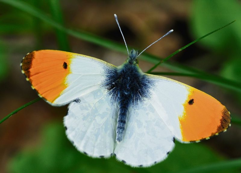 Die Männchen dieser Art sind unverwechselbar, denn die Vorderflügel sind zur Hälfte orange, beim Weibchen sind sie weiss und schwarz gesäumt.