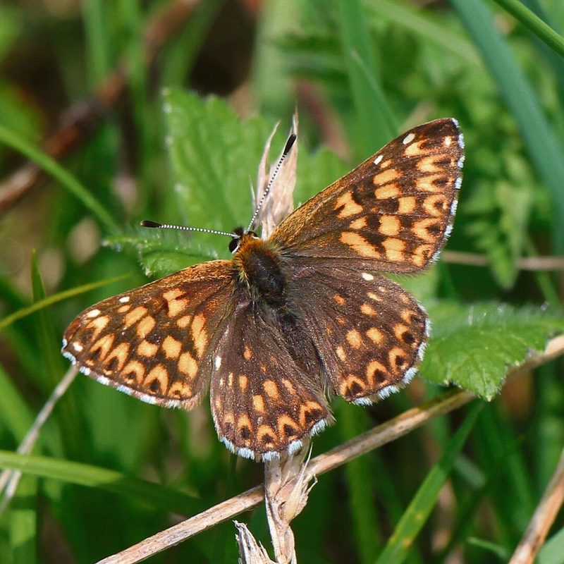 Der Frühlings-Scheckenfalter (Hamearis lucina) profitiert von der Bergsonne.