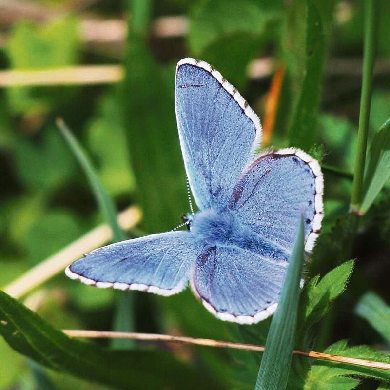 Der Himmelblaue Bläuling (Lysandra bellargus) schillert wie ein Lapislazuli.