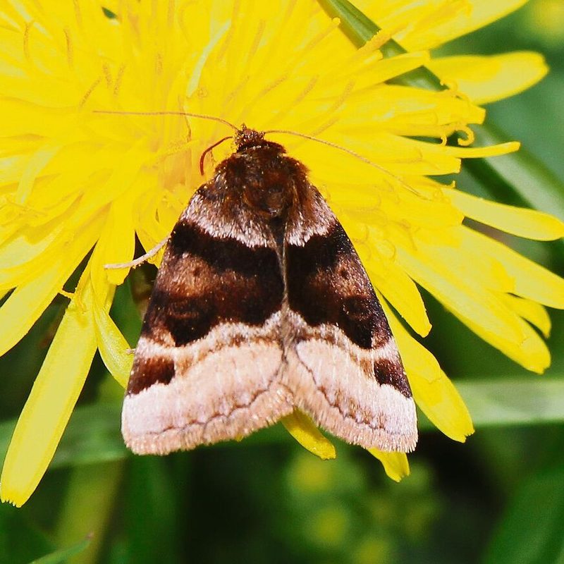 Das Bunte Tageulchen (Euclidia glyphica) labt sich an Nektar.