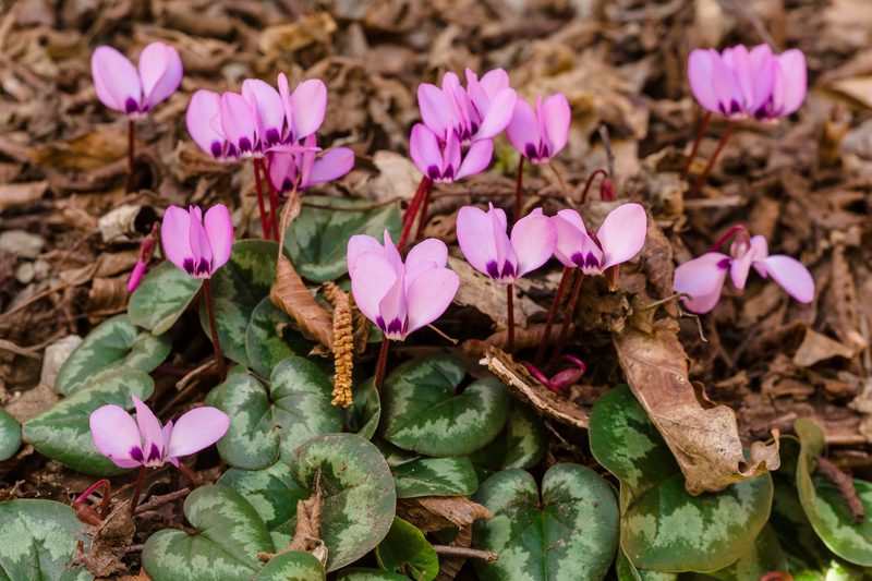 Diese Pflanzen blühen im Januar und bringen Farbe in den Winter