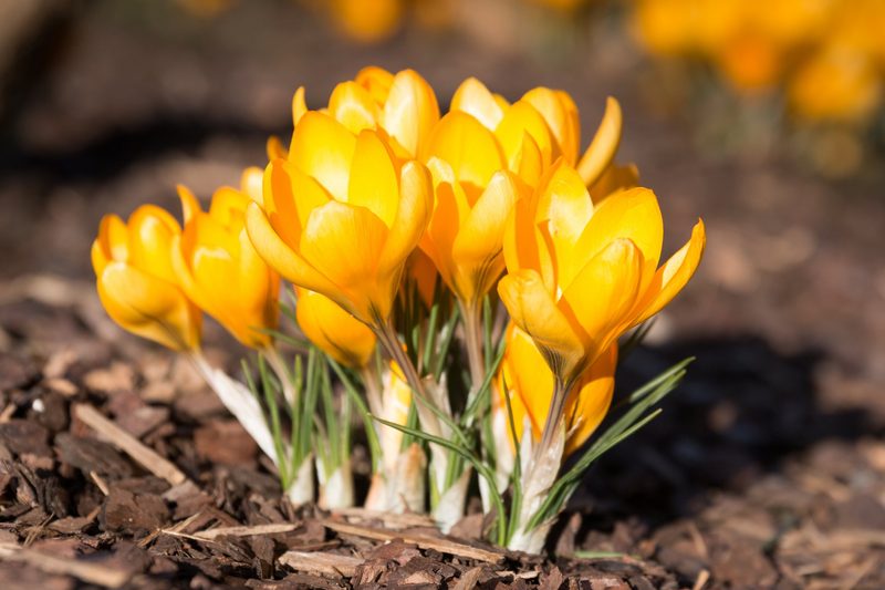 Diese Pflanzen blühen im Januar und bringen Farbe in den Winter