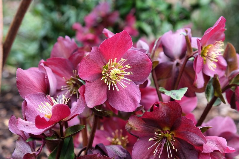 Diese Pflanzen blühen im Januar und bringen Farbe in den Winter