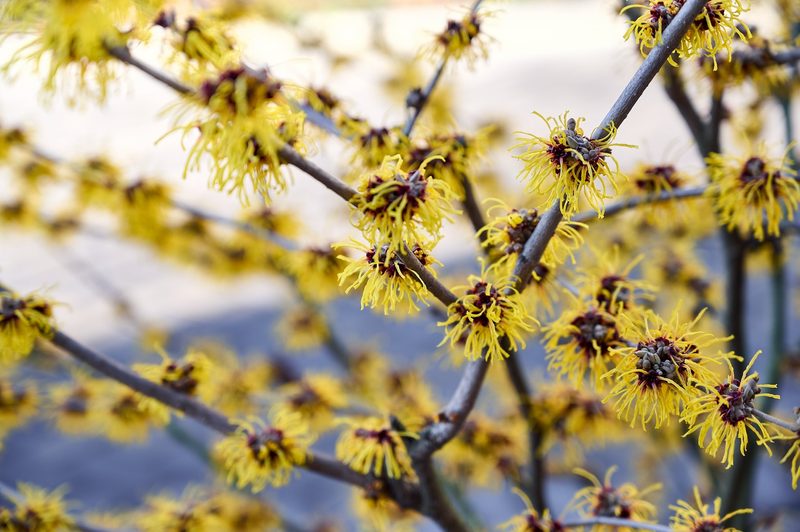 Diese Pflanzen blühen im Januar und bringen Farbe in den Winter