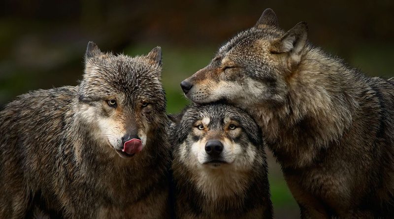 Wolf
