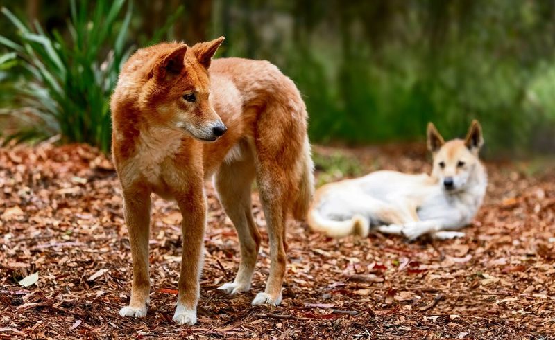 Dingo